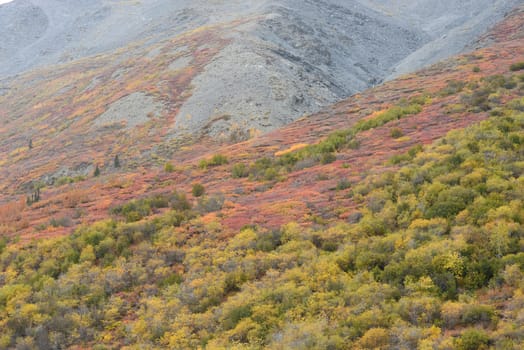 alaskan tundra in autumn