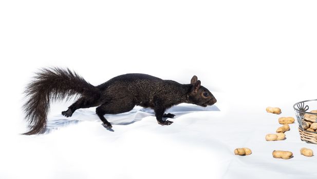 A common North American Grey squirrel appears to apply a great deal of stealth sneaking up on a pile of peanuts - go figure.