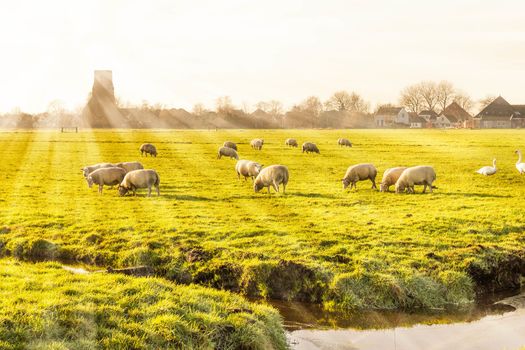 Rural landscape in Holland