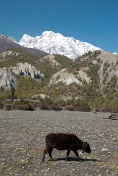 Tibetan landscape with yaks and snow-covered mountains.