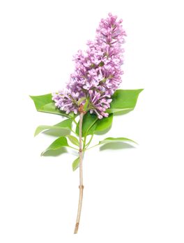 Violet lilac branch isolated on white background