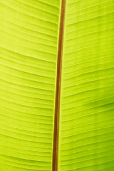 Banana green sunny leaf can be used for background