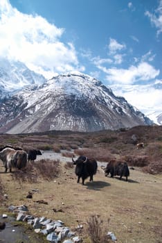 Tibetan landscape with yaks and snow-covered mountains.