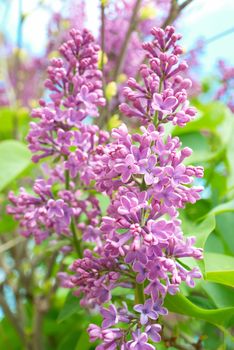 Violet lilac branch with green leaves background