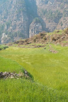 Field of green grass on the hills