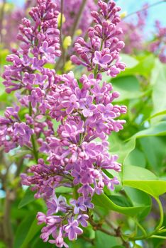 Violet lilac branch with green leaves background