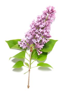 Violet lilac branch isolated on white background