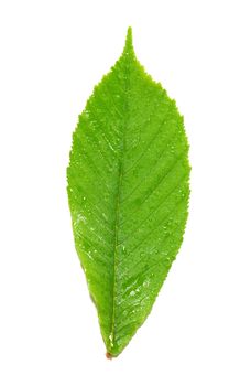 Green wet chestnut leaf isolated on white background