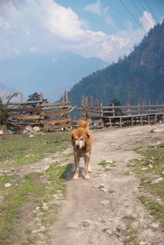 The dog and Tibetan village in Himalayan mountain with blue sky.