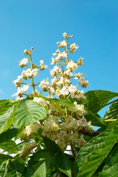 White chestnut flower branch with blue sky background