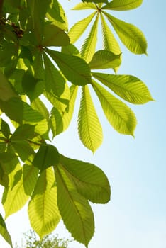 Green chestnut leaves with sunny blue sky.