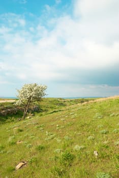 Green grass with blue sky and clouds.