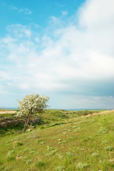 Green grass with blue sky and clouds.