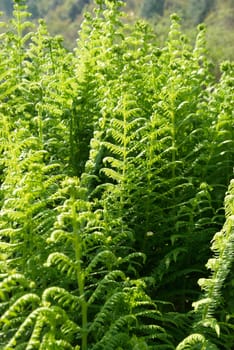 Young green fern can be used for background