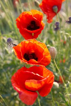 Field of beautiful red poppies with green grass