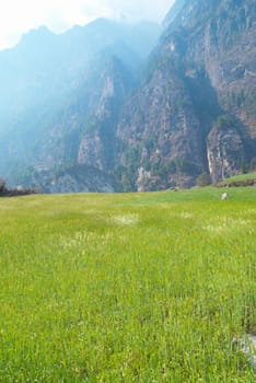 Field of green grass with blue sky and mountains