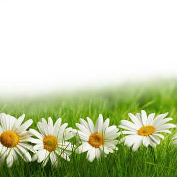 White daisy flowers in green grass isolated on white background