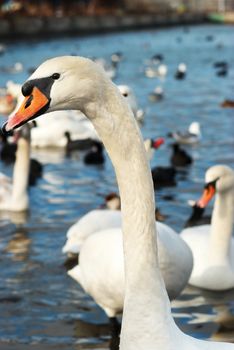 White swans on the water.