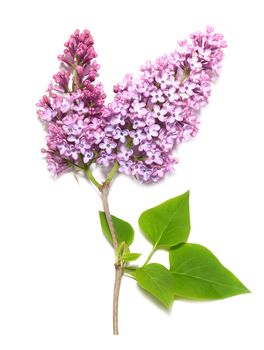 Violet lilac branch isolated on white background