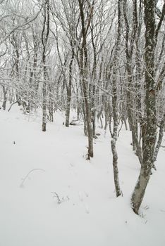 Winter landscape with icy trees.