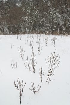 Winter landscape with icy trees.