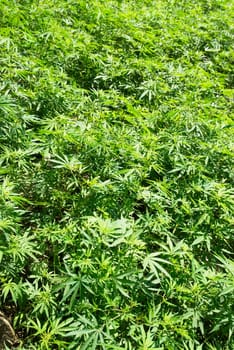 Field of green marijuana (hemp) can be used for background.