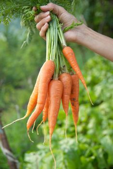 Bunch of carrots in a hand with soft background