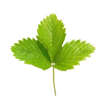 Strawberry's green leaf isolated on white background