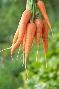 Bunch of carrots with green soft background