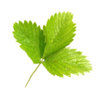 Strawberry's green leaf isolated on white background