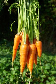 Bunch of carrots with green soft background