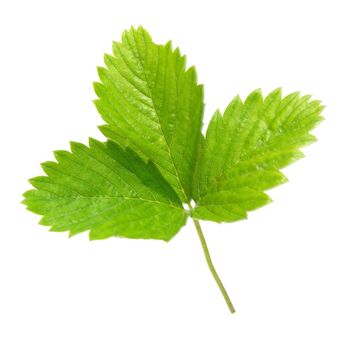 Strawberry's green leaf isolated on white background