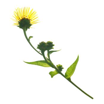 Yellow flower isolated on the white background