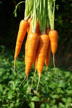 Bunch of carrots with green soft background