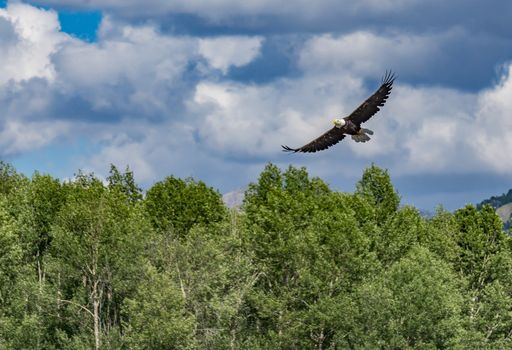 Eagle over the Snake River, Wyoming