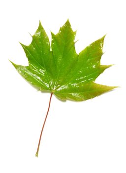 Green wet maple leaf isolated on white