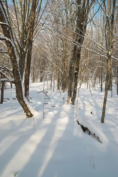 Winter icy forest