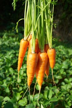 Bunch of carrots with green soft background