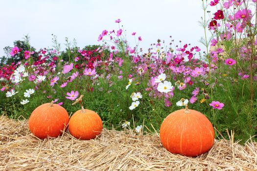 Pumpkin and flower in the field.