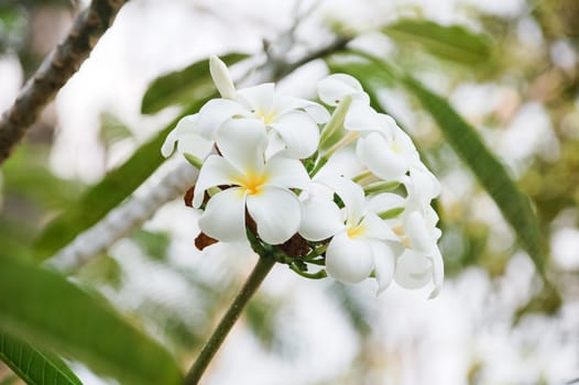 Bunch of Plumeria with blur background.