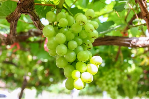 Green grape on the vine in vineyard.