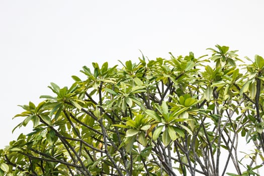 Tree top with white background.