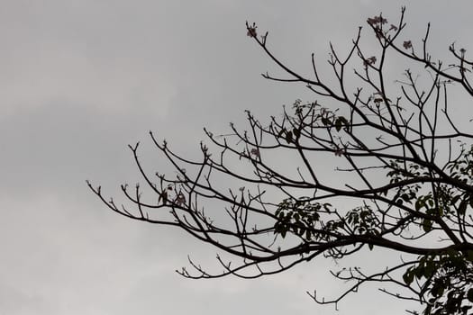 Silhouette view of branch on the tree before rain with cloudy background.