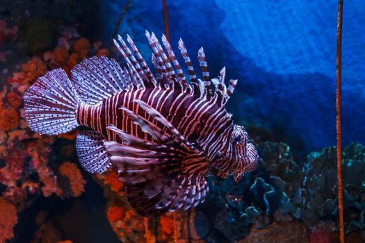 Lion fish swimming in the water.