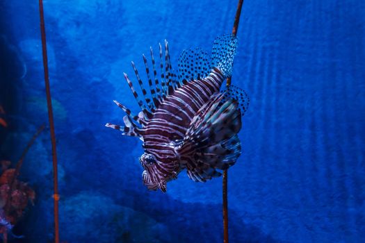 Lion fish swimming in the water.