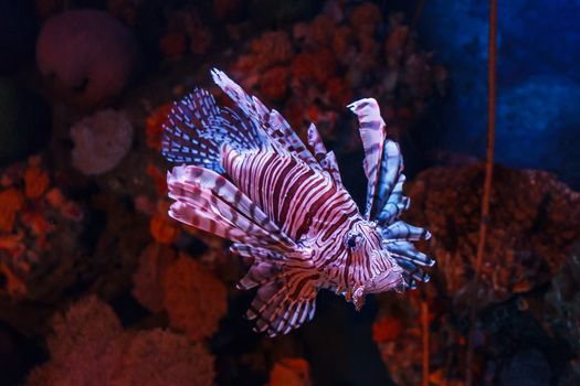 Lion fish swimming in the water.