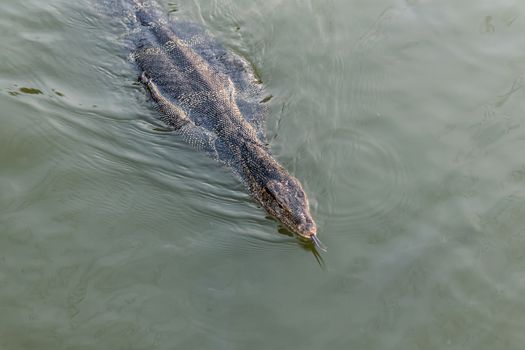 Monitor lizard swimming in the river looking for fish.