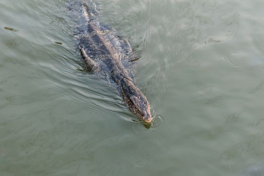 Monitor lizard swimming in the river looking for fish.