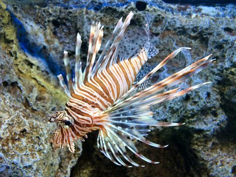 Lion fish with the stone in the background.