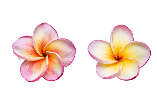 Isolated Plumeria with white background.